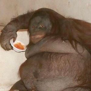 Meet your Posher, Lucas